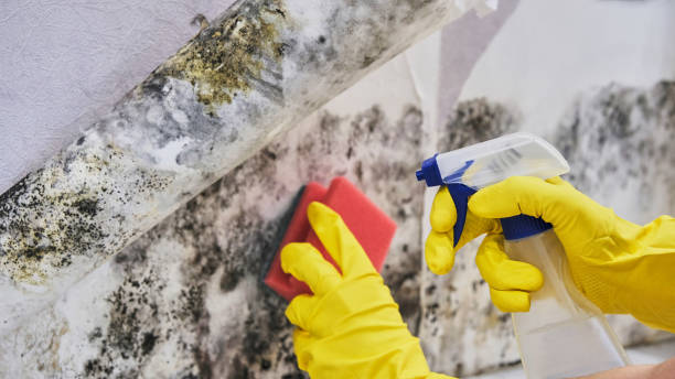 Best Industrial Mold Remediation  in Cave City, KY